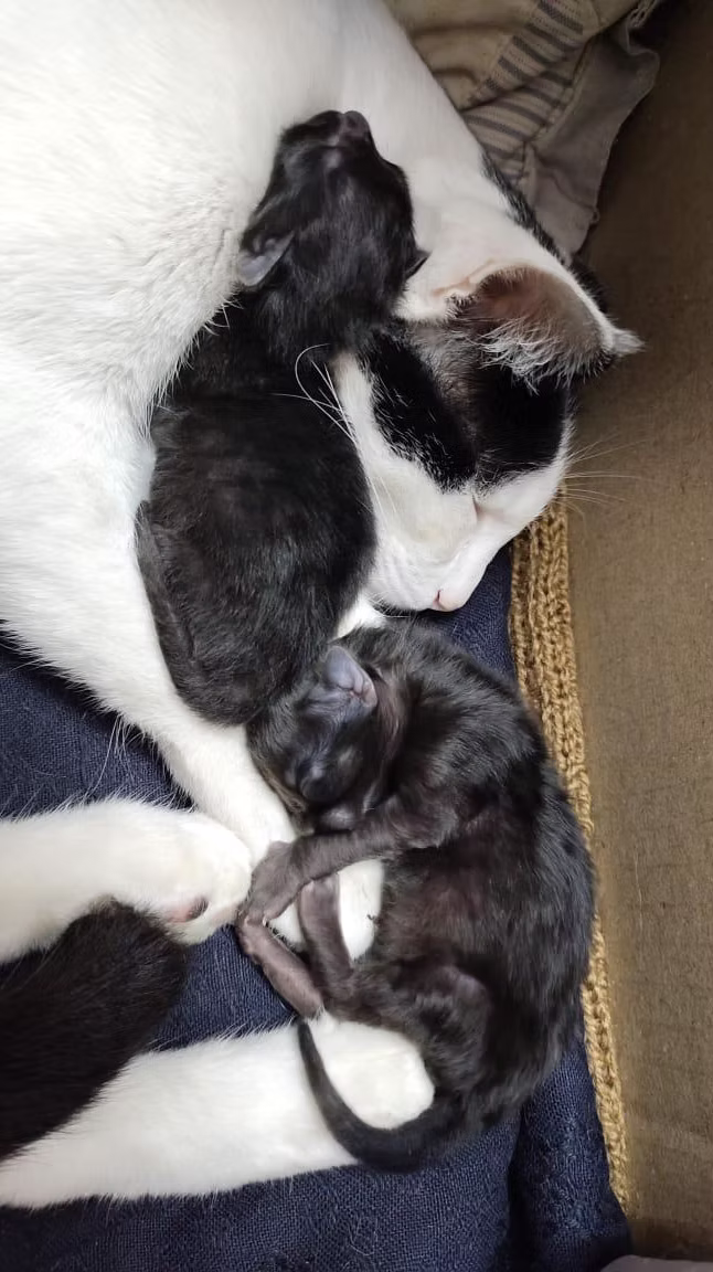 Donate for Sterilization